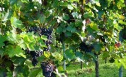 Weinreben im Herbst