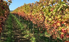 Schweigener Sonnenberg im Herbst