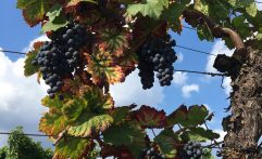 Weinreben im Herbst