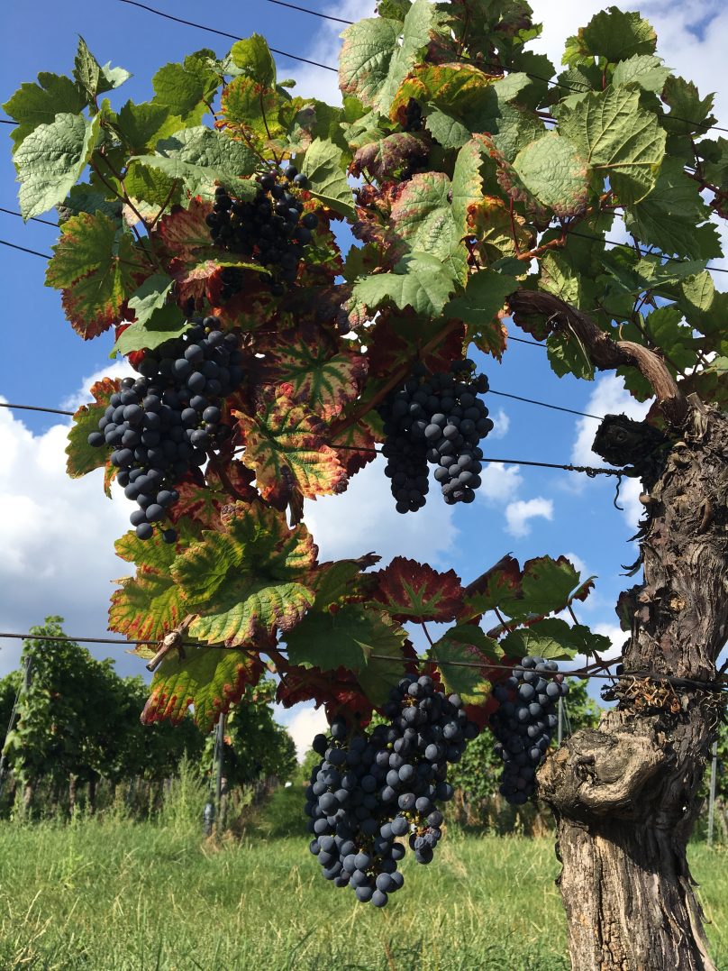 Weinreben im Herbst